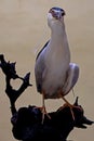 A black-crowned night heron is eating rat. Royalty Free Stock Photo