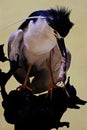 A black-crowned night heron is eating rat. Royalty Free Stock Photo