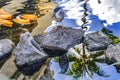 Black Crowned Night Heron Fish Reflection Waikiki Honolulu Hawaii