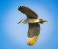 Black crowned night heron flies overhead