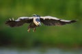 Black-crowned Night Heron Royalty Free Stock Photo