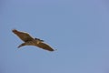 Black-crowned Night-Heron in flight Royalty Free Stock Photo