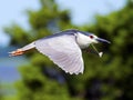 Black-crowned Night Heron in Flight Royalty Free Stock Photo