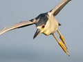 Black-crowned Night Heron in Flight Royalty Free Stock Photo