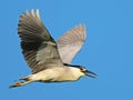 A Black-crowned Night Heron in Flight Royalty Free Stock Photo