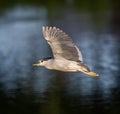 Black crowned night heron in flight Royalty Free Stock Photo