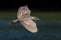 Black-Crowned Night-Heron in Flight Royalty Free Stock Photo