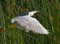 A black-crowned night heron in flight Royalty Free Stock Photo