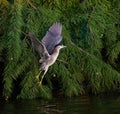 Black-crowned night heron in flight, descending towards a tranquil body of water