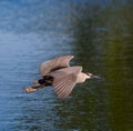 Black crowned night heron in flight Royalty Free Stock Photo