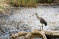 Black-Crowned Night Heron immature Royalty Free Stock Photo