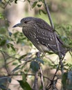 Black crowned Night-heron bird stock photo.  Black crowned Night-heron young bird closeup profile bokeh background. Perched. Royalty Free Stock Photo