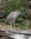 Black crowned Night-heron bird stock photos. Image. Picture. Portrait. Juvenile bird. Perched on branch with foliage background.