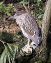 Black crowned Night-heron juvenile bird photos. Close-up profile view perched with foliage background. Image. Portrait. Picture. Royalty Free Stock Photo