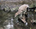 Black crowned Night-heron juvenile bird photos. Close-up profile view by the water with reflection. Rock and moss background.