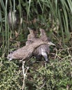 Black crowned Night-heron juvenile bird photos. Juvenile birds close-up profile view looking at the parent bird. Foliage Royalty Free Stock Photo