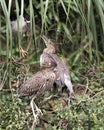 Black crowned Night-heron juvenile bird photos. Juvenile birds close-up profile view looking at the parent bird. Foliage forground Royalty Free Stock Photo