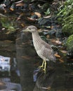 Black crowned Night-heron bird Stock Photos. Image. Portrait. Picture. Black crowned Night-heron juvenile bird close-up in the Royalty Free Stock Photo