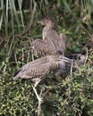 Black crowned Night-heron juvenile bird photos. Birds perched close-up profile view with foliage background Royalty Free Stock Photo