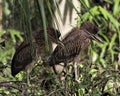 Black Black Crowned Night-heron Bird Photos. Picture. Image.  Black Crowned Night-heron Baby Bird Closeup. Baby Birds..