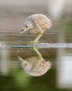 Black-crowned Night heron, Juvenile, fishing in lake