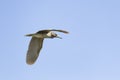 Black-crowned Night-Heron, juvenile, flying Royalty Free Stock Photo