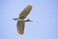 Black-crowned Night-Heron, juvenile, flying Royalty Free Stock Photo