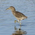 Black-crowned night heron, juvenile foraging Royalty Free Stock Photo