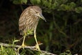 Black-crowned night heron juvenile Royalty Free Stock Photo