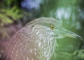 Black-Crowned Night-Heron (Juvenile) Royalty Free Stock Photo