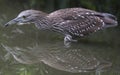 Black-Crowned Night-Heron (Juvenile) Royalty Free Stock Photo