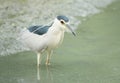 Black-crowned Night Heron Royalty Free Stock Photo