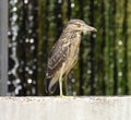 Black-Crowned Night Heron (Nycticorax nycticorax)