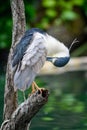 Black-crowned night heron with narrowed red eyes Royalty Free Stock Photo