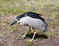 Black crowned night heron on nature background. Nycticorax nycticorax.
