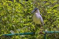 Black-crowned Night Heron With Nesting Material