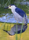 Black-Crowned Night-Heron with nice reflection and green background