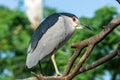 The black-crowned night heron Nycticorax nycticorax, or black-capped night heron, commonly shortened to just night heron in