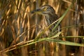 Black-crowned Night-Heron - Nycticorax nycticorax hunting in the reed, medium-sized herons which often are migratory Royalty Free Stock Photo