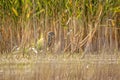 Black-crowned Night-Heron - Nycticorax nycticorax hunting in the reed, medium-sized herons which often are migratory Royalty Free Stock Photo