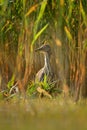 Black-crowned Night-Heron - Nycticorax nycticorax hunting in the reed, medium-sized herons which often are migratory Royalty Free Stock Photo