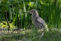 Black-crowned night heron Nycticorax nycticorax Royalty Free Stock Photo