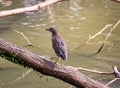 Black-crowned night-heron Royalty Free Stock Photo