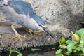 Black Crowned Night Heron Royalty Free Stock Photo