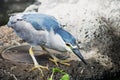 Black Crowned Night Heron Royalty Free Stock Photo