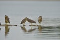 Black-crowned Night Heron Royalty Free Stock Photo