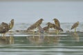 Black-crowned Night Heron Royalty Free Stock Photo