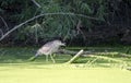 Black Crowned Night Heron on duckweed swamp pond, Sweetwater Wetlands Tucson Arizona, USA Royalty Free Stock Photo