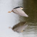 Black-crowned Night Heron in flight over a pond - Venice, Florid