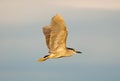 Black-crowned night heron (Nycticorax nycticorax) flying at sunset Royalty Free Stock Photo